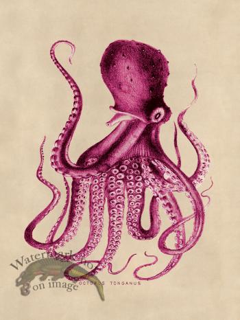 Octopus Pink 09